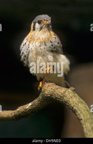 Amerikanische Turmfalke (Falco Sparverius), American Kestrel, Buntfalke (Falco Sparverius), Amerikanischer Turmfalke Stockfoto