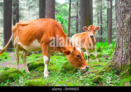 Nutztier. Kühe und Kälbchen auf der Wiese im Wald. Indien Stockfoto