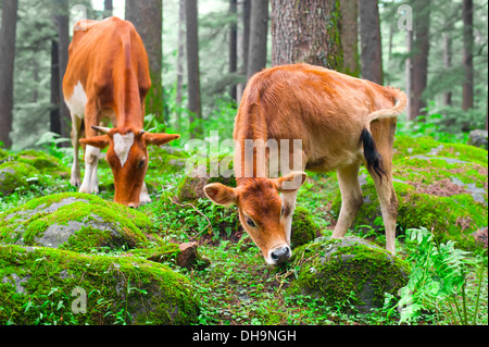 Nutztier. Kühe und Kälbchen auf der Wiese im Wald. Indien Stockfoto