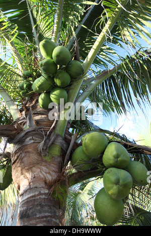 Nahaufnahme von Kokosnüssen auf eine Kokospalme, Halbinsel Yucatan, Mexiko Stockfoto