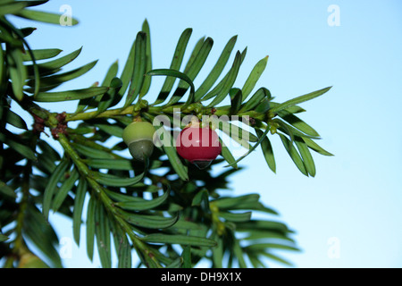 Eibe Baum Beeren Stockfoto