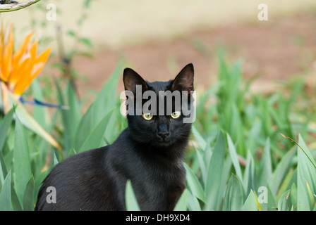 Eine schöne 6 Monate alte schwarzen Katze aus einem Tierheim in Südafrika gerettet, die im freien Blick in die Kamera. Stockfoto