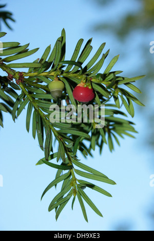 Eibe Baum Beeren Stockfoto