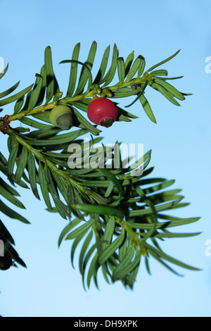 Eibe Baum Beeren Stockfoto