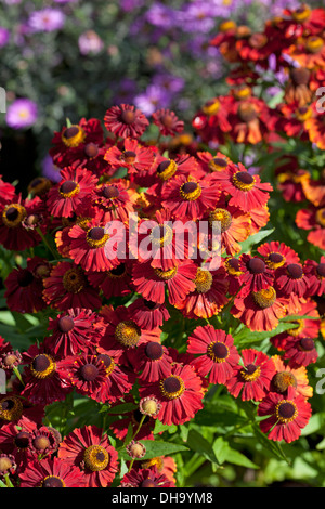 Helenium Autumnale "Helena rote Farbtöne" Stockfoto