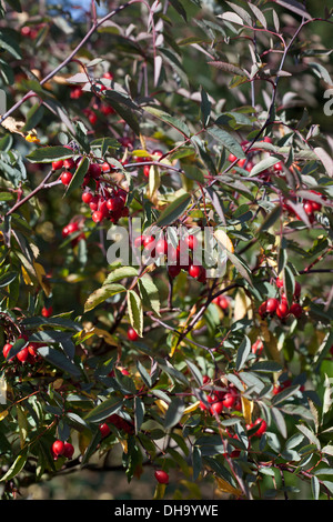 Hagebutten der Rosa rubrifolia Stockfoto