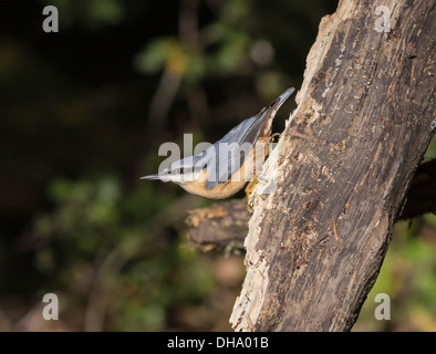 Kleiber (Sitta europaea) thront in einem typischen auf Niederlassung im New Forest National Park, Hampshire, England, UK darstellen. Europa Stockfoto