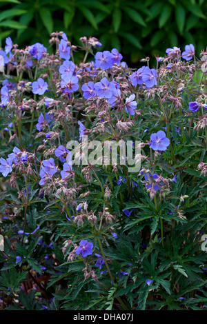 Geranium Pratense ' Purple Haze Stockfoto