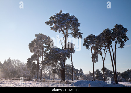 Winter-Szene von Schnee mit Sonnenstrahlen kommen durch Bäume. Stockfoto