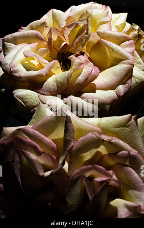Stillleben Rosen in Farbe Stockfoto