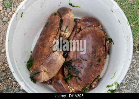 Frisch gefangen essbare Brown Krabbe, Guernsey, Channel Islands. Stockfoto