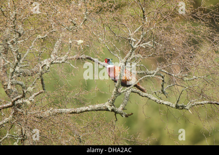 Männliche Fasan thront in Birke. Stockfoto