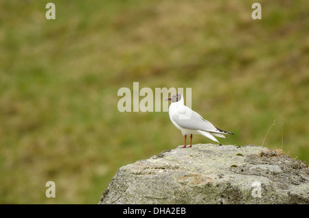 Möve in Zucht Gefieder auf Felsen, (Hochformat) Stockfoto