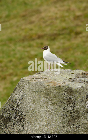 Möve in Zucht Gefieder auf Felsen, (Hochformat) Stockfoto