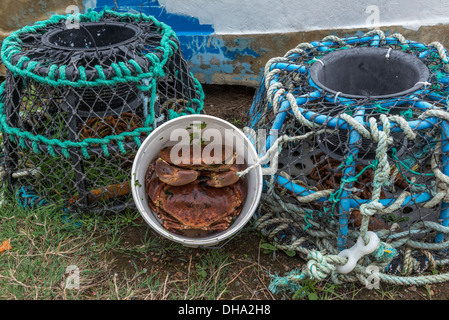 Ein paar frisch gefangenen braun Taschenkrebse neben einigen Hummer-Töpfen. Guernsey, Channel Islands. Stockfoto