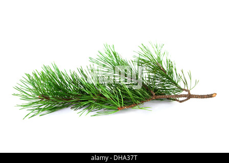 Kiefer Baum Zweig auf weißem Hintergrund Stockfoto