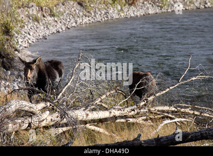 Elch in Grand Teton Nationalpark Stockfoto