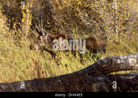 Elch Kalb in Grand Teton Nationalpark Stockfoto