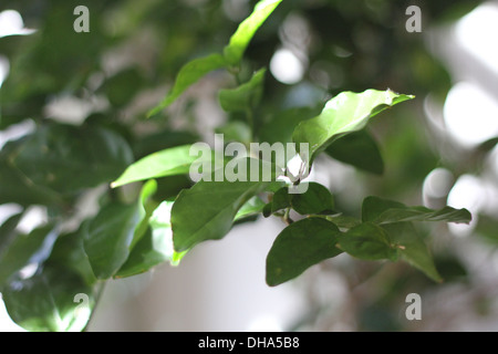 Jasmin ist eine Gattung von Sträuchern und Reben in der Olive Familie. Stockfoto