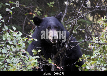 Schwarzbären ernähren sich von Beeren in Grand Teton Nationalpark, Wyoming Stockfoto