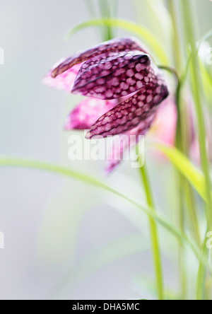 Schlange den Kopf Fritillary, Fritillaria Meleagris. Eine einzelne Blume Nahaufnahme zeigt Detail Schachbrettmuster. Stockfoto