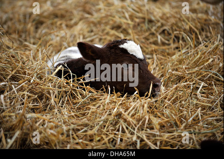 Ein junges Kalb liegt im Stroh in einer Scheune auf dem Bauernhof in Dumfries House, Schottland. Stockfoto