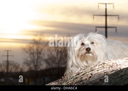 Hund im Sonnenuntergang liegen auf einem Strohballen. Stockfoto