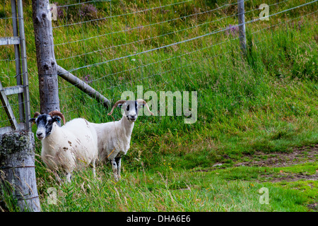 Diese zwei neugierige Scottish Blackface Schafe sind auf der falschen Seite des Zauns. Stockfoto