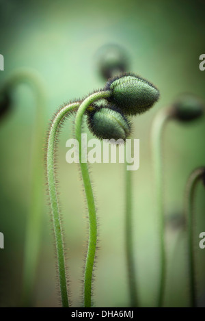 Mohn, Island-Mohn, Knospen Papaver Nudicaule 'Gartenzwerg'. 2 behaarte Knospen eng umschlungen. Stockfoto