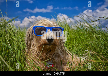 Ein nasser Hund ist völlig entspannt mit einem blauen Sonnenbrille auf einer Wiese, im Hintergrund ein Wunderschöner blauer Himmel mit ein paar Wolken. Stockfoto