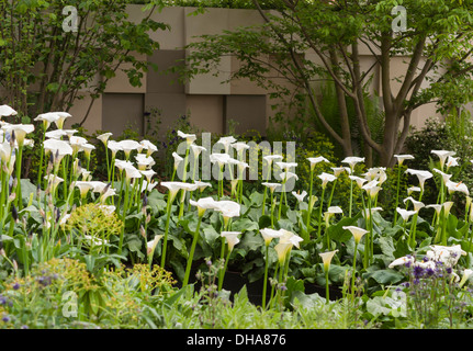 Chelsea Flower Show 2013, East Village Garden, Designer Michael Balston und Marie-Louise Agius. Gold-Medaille Stockfoto