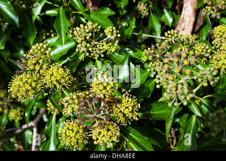 Wespen Insektenfressende auf Efeu-Blüten (hedera Helix) in Blüte Nahrung für Insekten in Herbstsonne, Carmarthenshire, Wales Großbritannien KATHY DEWITT Stockfoto