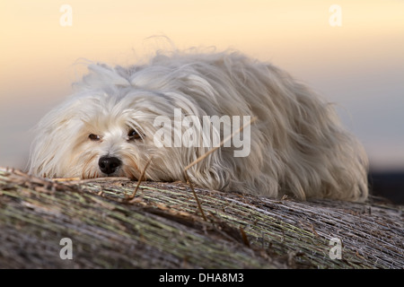 Hund ist völlig entspannt auf einem Strohballen und die Abendsonne genießen. Stockfoto