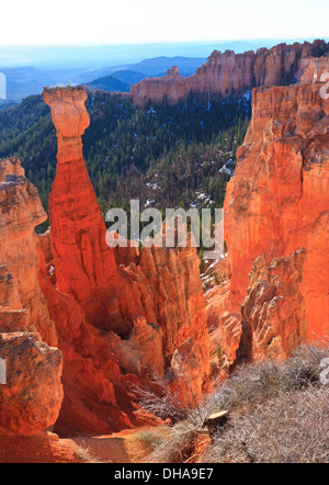 Frühen Morgenlicht in Agua Canyon leuchtet The Hunter Hoodoo (beachten Sie die Bäume für die Haare) in Bryce-Canyon-Nationalpark, Utah Stockfoto