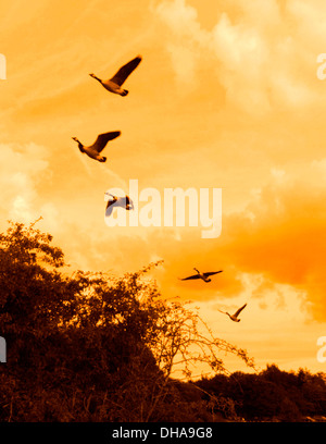 Eine Herde von Kanada Gänse im Flug. Stockfoto