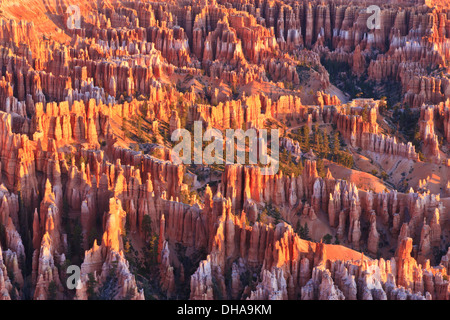 Sunrise scheint ausgeschaltet die Hoodoos, gesehen vom Bryce Point im Bryce-Canyon-Nationalpark, Utah Stockfoto