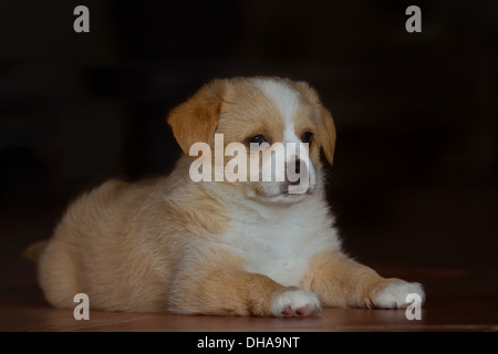Mischling Welpe 6 Wochen alt, liegen entspannt und Stolz auf dem Boden vor einem schwarzen Hintergrund. Stockfoto