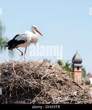 Weißstorch (Ciconia Ciconia) nisten auf der alten Stadtmauer Marrakesch Marokko Stockfoto