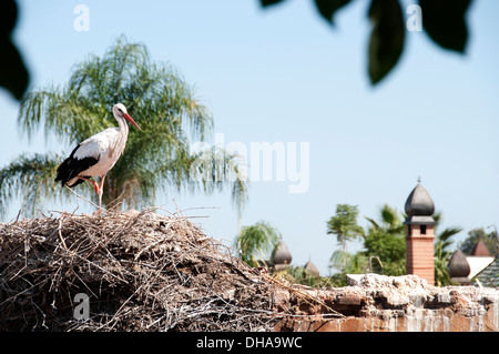 Weißstorch (Ciconia Ciconia) nisten auf der alten Stadtmauer Marrakesch Marokko Stockfoto