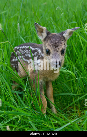 Reh (Capreolus Capreolus) einen Tag alt fawn versteckten hohen Gras der Wiese Stockfoto