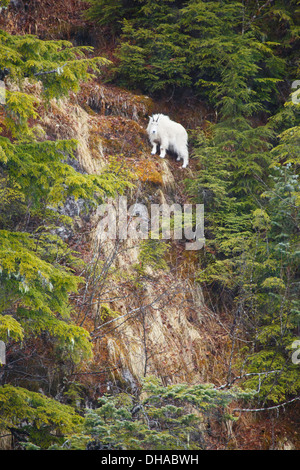 Bergziege (Oreamnos Americanus). Wells Bay, Prinz-William-Sund, Chugach National Forest, Alaska. Stockfoto