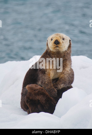 Seeotter (Enhydra Lutris). College Fjord, Prinz-William-Sund, Chugach National Forest, Alaska. Stockfoto