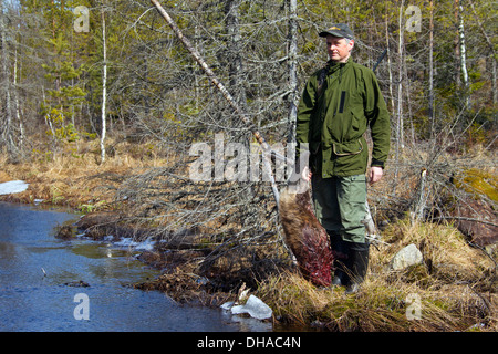 Jäger hält getötet Eurasische Biber / europäische Biber (Castor Fiber) schoss mit Gewehr in der Nähe von Teich, Dalarna, Schweden, Scandinavia Stockfoto