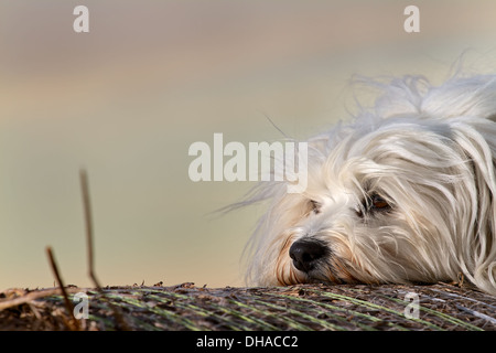 Ein Hund ist völlig entspannt auf einem Strohballen und Blick aus dem Bild. Stockfoto