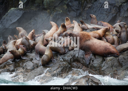 Steller Seelöwen (Eumetopias Jubatus), Glacier Island, Prinz-William-Sund, Chugach National Forest, Alaska. Stockfoto