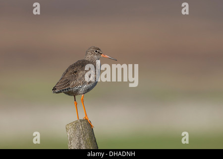 Gemeinsamen Rotschenkel (Tringa Totanus) Stand auf hölzernen Zaunpfosten in der frühen Morgensonne. Yorkshire Dales, North Yorkshire, England, UK Stockfoto