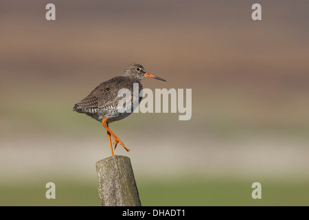 Gemeinsamen Rotschenkel (Tringa Totanus) Stand auf einem Bein auf Holzzaun Post. Yorkshire Dales, North Yorkshire, England, UK Stockfoto