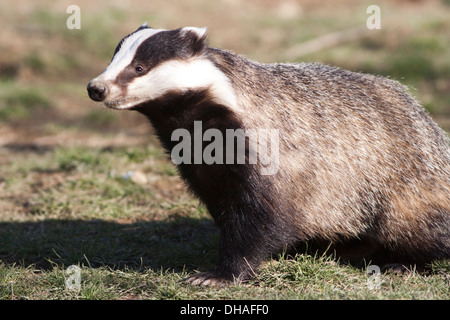 Nach Badger in Großbritannien. Winter Stockfoto