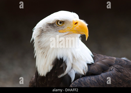 Nordamerika Weißkopfseeadler. April Stockfoto