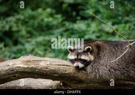 Waschbär, procyon lotor sitzt auf einem Ast und Suchen Stockfoto